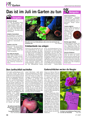 Garten Landwirtschaftliches Wochenblatt Das ist im Juli im Garten zu tun Sellerie braucht Wasser Selleriepflanzen benötigen jetzt reichlich Feuchtigkeit.