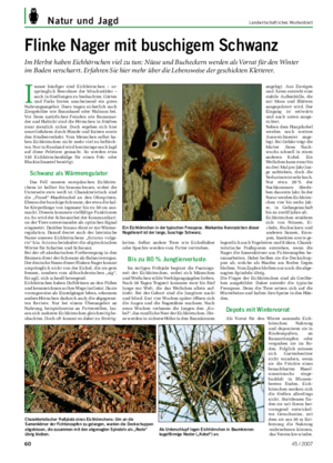 Natur und Jagd Landwirtschaftliches Wochenblatt I mmer häufiger sind Eichhörnchen – ur- sprünglich Bewohner der Mischwälder – auch in Siedlungen zu beobachten.