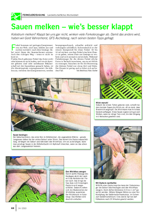 FERKELERZEUGUNG Landwirtschaftliches Wochenblatt Sauen melken – wie’s besser klappt Kolostrum melken?