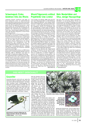 Landwirtschaftliches Wochenblatt NATUR UND JAGD Graureiher Graureiher-Kolonien sind leicht am lauten Ge- krächze der Vögel zu entdecken.