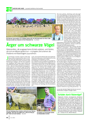 NATUR UND JAGD Landwirtschaftliches Wochenblatt J osef Scheja in Sankt Augustin nahe Sieg- burg im Rhein-Sieg-Kreis hat schon viel er- lebt, aber dass Rabenkrähen sich an ausge- wachsene Schafe heranwagen und diesen sogar Verletzungen zufügen, war für den Landwirt neu.