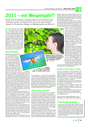 Landwirtschaftliches Wochenblatt NATUR UND JAGD 2011 – ein Wespenjahr?