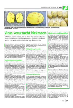 Landwirtschaftliches Wochenblatt PFLANZE Virus verursacht Nekrosen In NRW ist auch in diesem Jahr die durch das Tobacco rattle virus verursachte Eisenfleckigkeit an Kartoffeln aufgetreten.