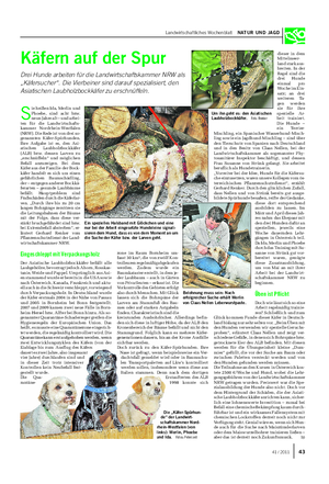 Landwirtschaftliches Wochenblatt NATUR UND JAGD Käfern auf der Spur Drei Hunde arbeiten für die Landwirtschaftskammer NRW als „Käfersucher“.