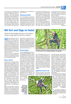 Landwirtschaftliches Wochenblatt GARTEN Als Alternative zu den klassischen Linden empfiehlt Peter Uehre die ungarische Silberlinde (Tilia to- mentosa).