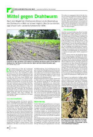 FRÜHJAHRSBESTELLUNG MAIS Landwirtschaftliches Wochenblatt Mittel gegen Drahtwurm Nach dem Wegfall der Chlothianidin-Beizen ist die Bekämpfung des Drahtwurms in Mais nur schwer möglich.