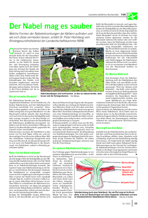 Landwirtschaftliches Wochenblatt TIER dann auf lebenswichtige Organe oder die gesam- te Bauchhöhle aus.