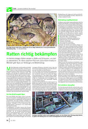 TIER Landwirtschaftliches Wochenblatt Ratten richtig bekämpfen Im Herbst drängen Ratten wieder in Ställe und Scheunen, um dort zu überwintern.