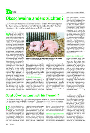 TIER Landwirtschaftliches Wochenblatt W eil sich die Produktions- weise unterscheidet, stel- len Bioschweinehalter et- was andere Anforderungen an ihre Sauen als konventionell wirtschaf- tende Ferkelerzeuger.