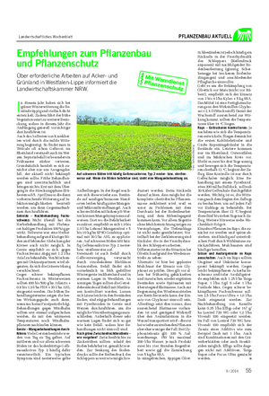 Landwirtschaftliches Wochenblatt PFLANZENBAU AKTUELL I n diesem Jahr haben sich bei grüner Winterwitterung die Be- stände üppig und vielfach dicht entwickelt.