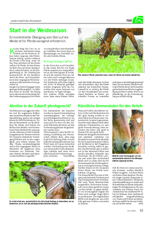 Landwirtschaftliches Wochenblatt TIER Start in die Weidesaison Ein kontrollierter Übergang vom Stall auf die Weide ist für Pferde zwingend erforderlich.