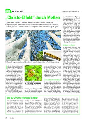 WALD UND JAGD Landwirtschaftliches Wochenblatt I n diesem Jahr ist wieder einmal zu beobachten, dass Bäume von einem dichten, auffälligen weißgrauen Gespinnst umgeben sind.