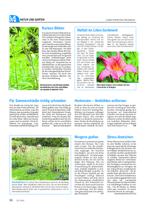 NATUR UND GARTEN Landwirtschaftliches Wochenblatt Kuriose Blüten Von Juni bis Oktober blüht der Kan- delaber-Ehrenpreis in vielen Gärten.