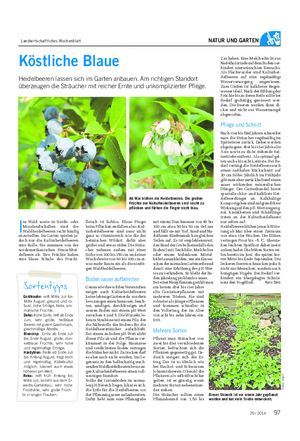 Landwirtschaftliches Wochenblatt NATUR UND GARTEN Köstliche Blaue Heidelbeeren lassen sich im Garten anbauen.