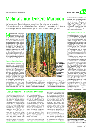 Landwirtschaftliches Wochenblatt WALD UND JAGD Mehr als nur leckere Maronen Auf geeigneten Standorten und bei zeitiger Durchforstung kann die Esskastanie auch in Nordrhein-Westfalen schon früh wertvolles Holz liefern.