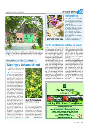 Landwirtschaftliches Wochenblatt NATUR UND GARTEN Dahlienstrauß Die Farben- und Formenvielfalt von Dahlienblüten ist betörend.