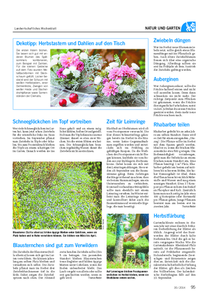 Landwirtschaftliches Wochenblatt NATUR UND GARTEN Zwiebeln düngen Wer im Herbst neue Blumenzwie- beln setzt, sollte gleich etwas Blu- mendünger mit ins Pflanzloch ge- ben.