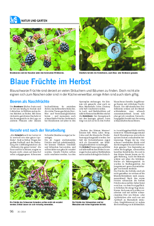 NATUR UND GARTEN Landwirtschaftliches Wochenblatt Blaue Früchte im Herbst Blauschwarze Früchte sind derzeit an vielen Sträuchern und Bäumen zu finden.