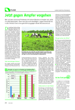 PFLANZE Landwirtschaftliches Wochenblatt Jetzt gegen Ampfer vorgehen Wer auf dem Grünland Probleme mit hohem Besatz an Ampfer hat, sollte ihn jetzt bekämpfen.