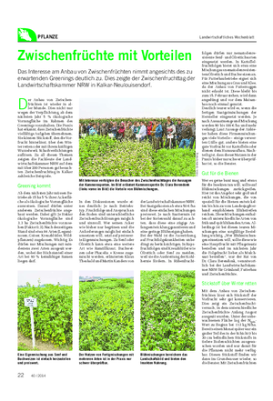 PFLANZE Landwirtschaftliches Wochenblatt Zwischenfrüchte mit Vorteilen Das Interesse am Anbau von Zwischenfrüchten nimmt angesichts des zu erwartenden Greenings deutlich zu.