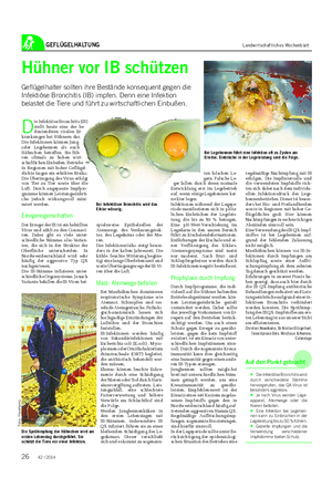 GEFLÜGELHALTUNG Landwirtschaftliches Wochenblatt D ie Infektiöse Bronchitis (IB) stellt heute eine der be- deutendsten viralen Er- krankungen bei Hühnern dar.