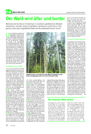 WALD UND JAGD Landwirtschaftliches Wochenblatt Der Wald wird älter und bunter Während die Vorräte an Fichtenholz in nordrhein-westfälischen Wäldern abnehmen, nehmen sie bei Laubhölzern wie Buche und Eiche zu.