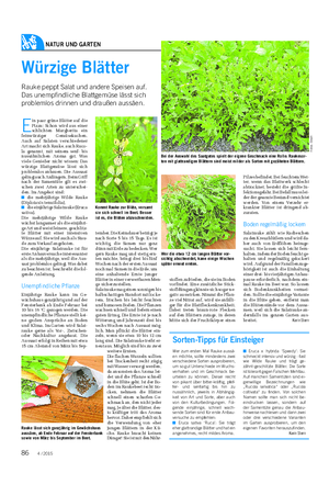 NATUR UND GARTEN Landwirtschaftliches Wochenblatt Würzige Blätter Rauke peppt Salat und andere Speisen auf.