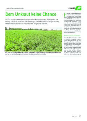 Landwirtschaftliches Wochenblatt PFLANZE Dem Unkraut keine Chance Im Zuckerrübenanbau ist der gezielte Herbizideinsatz Schlüssel zum Erfolg.
