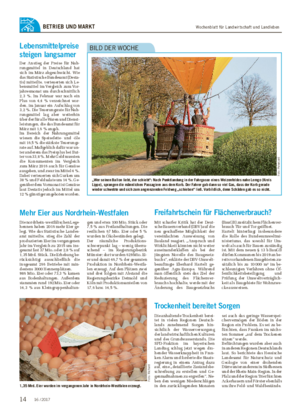 Wochenblatt für Landwirtschaft und LandlebenBETRIEB UND MARKT „Wer seinen Ballon liebt, der schiebt“: Nach Punktlandung in der Fahrgasse eines Weizenfeldes nahe Lemgo (Kreis Lippe), sprangen die männlichen Passagiere aus dem Korb.