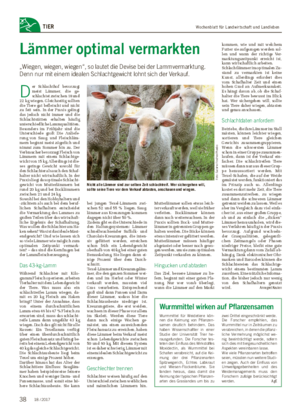 Wochenblatt für Landwirtschaft und LandlebenTIER Lämmer optimal vermarkten „Wiegen, wiegen, wiegen“, so lautet die Devise bei der Lammvermarktung.