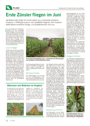 Wochenblatt für Landwirtschaft und LandlebenPFLANZE Erste Zünsler fliegen im Juni Der Maiszünsler breitet sich kontinuierlich aus und bereitet erhebliche Probleme.