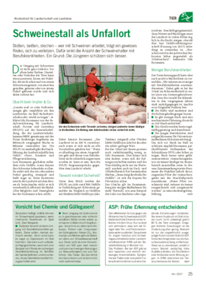 TIER Schweinestall als Unfallort Stoßen, beißen, stechen – wer mit Schweinen arbeitet, trägt ein gewisses Risiko, sich zu verletzen.