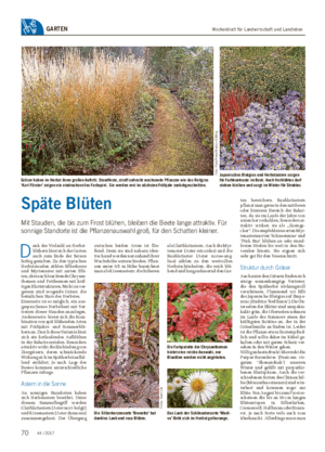 Wochenblatt für Landwirtschaft und LandlebenGARTEN Späte Blüten Mit Stauden, die bis zum Frost blühen, bleiben die Beete lange attraktiv.