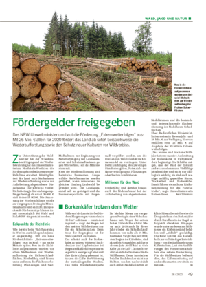 WALD, JAGD UND NATUR ■ Nadelbäumen und die bestands- und bodenschonende Flächen- räumung der Nadelbaum-Schad- flächen.