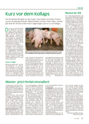 TIER ■ Kurz vor dem Kollaps Der Schweinemarkt gerät aus den Fugen.