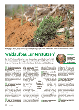 Waldaufbau „unterstützen“ Bei der Wiederbewaldung kann der Waldbesitzer ausschließlich auf natürli- che Prozesse setzen.