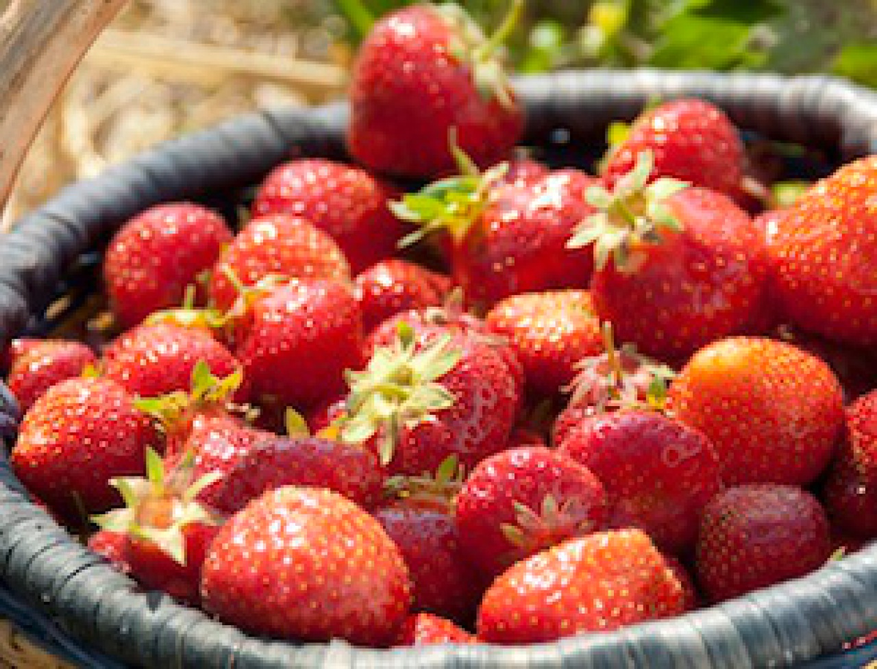 Erdbeeren nach Kartoffeln pflanzen?