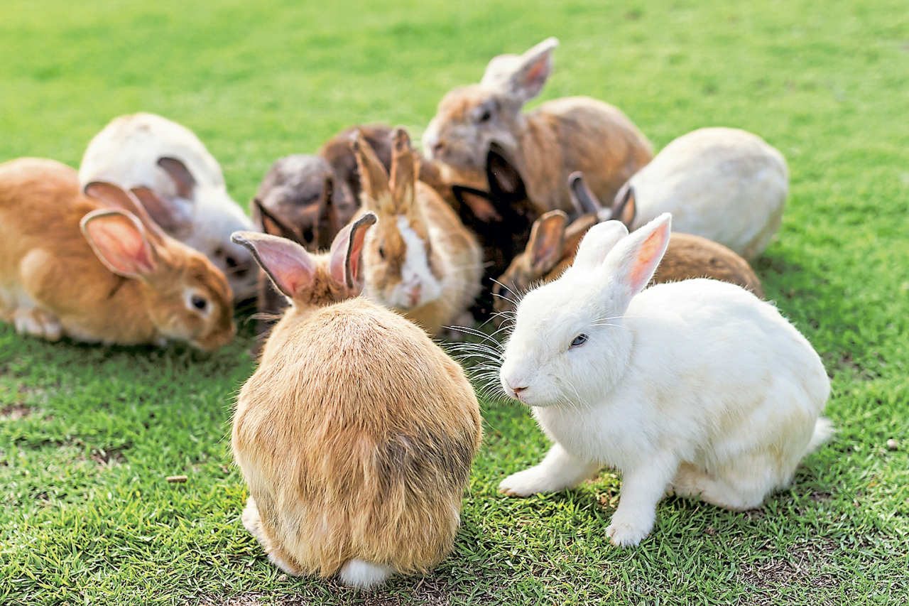 Kaninchen stören den Hausfrieden | Wochenblatt für Landwirtschaft ...