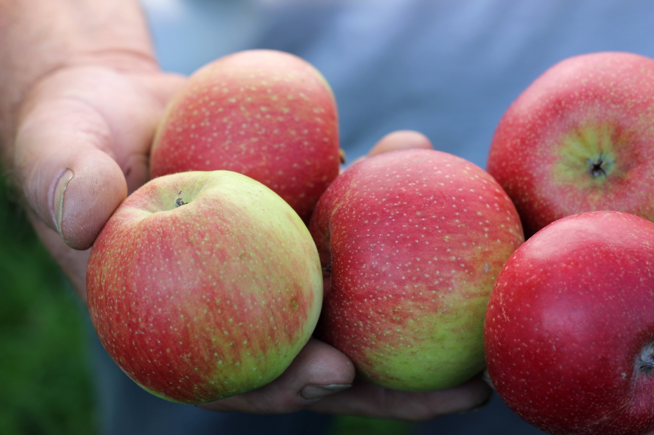Apfelsorten für Allergiker: Santana oder Goldparmäne | Wochenblatt für  Landwirtschaft & Landleben