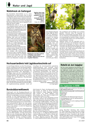 Natur und Jagd Landwirtschaftliches Wochenblatt Waldohreule als Gartengast Ein besonderes Naturerlebnis ist es, wenn Waldohreulen in Gärten nisten.
