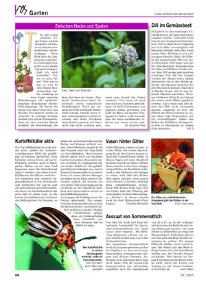 Garten Landwirtschaftliches Wochenblatt Die Kartoffelkäferlarven sind wie- der aktiv, meldet die Landwirt- schaftskammer NRW.