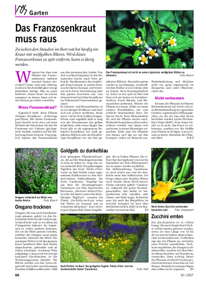Garten Landwirtschaftliches Wochenblatt W ussten Sie, dass eine Pflanze des Franzo- senkrautes mehrere tausend Samen ent- wickelt?