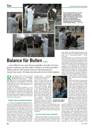 Tier	 Landwirtschaftliches Wochenblatt R amos gehört zu den „Stars“ unter den Besamungsbullen der Osnabrücker Herdbuch-Genossenschaft (OHG).