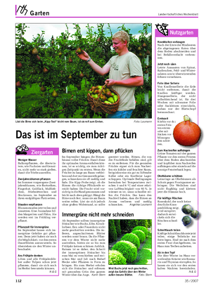 Garten Landwirtschaftliches Wochenblatt Das ist im September zu tun Im September hängen die Birnen- bäume voller Früchte.