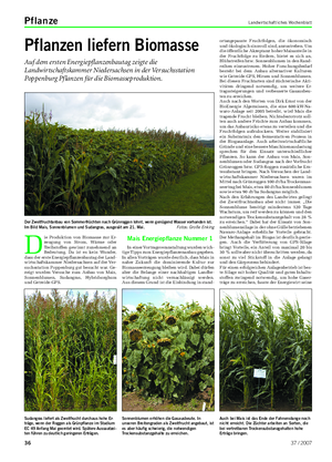 Pflanze Landwirtschaftliches Wochenblatt Pflanzen liefern Biomasse Auf dem ersten Energiepflanzenbautag zeigte die Landwirtschaftskammer Niedersachsen in der Versuchsstation Poppenburg Pflanzen für die Biomasseproduktion.