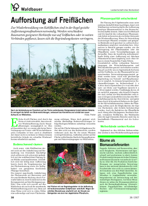 Waldbauer Landwirtschaftliches Wochenblatt Aufforstung auf Freiflächen Zur Wiederbewaldung von Kahlflächen sind in der Regel gezielte Aufforstungsmaßnahmen notwendig.
