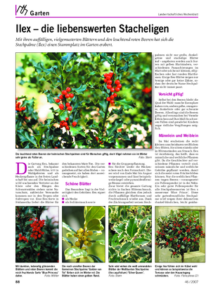 Garten Landwirtschaftliches Wochenblatt Ilex – die liebenswerten Stacheligen Mit ihren auffälligen, vielgemusterten Blättern und den leuchtend roten Beeren hat sich die Stechpalme (Ilex) einen Stammplatz im Garten erobert.