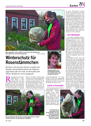 Landwirtschaftliches Wochenblatt Garten R osen gehören zu den frost- empfindlichen Sträu- chern.