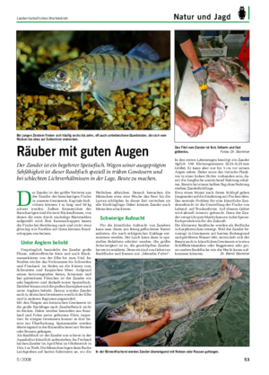 Landwirtschaftliches Wochenblatt Natur und Jagd D er Zander ist der größte Vertreter aus der Familie der barschartigen Fische in unseren Gewässern.