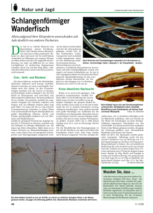 Natur und Jagd	 Landwirtschaftliches	Wochenblatt Schlangenförmiger Wanderfisch Allein aufgrund ihrer Körperform unterscheiden sich Aale deutlich von anderen Fischarten.